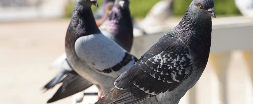 Come allontanare i piccioni ? Quali sono i migliori deterrenti per piccioni e volatili?