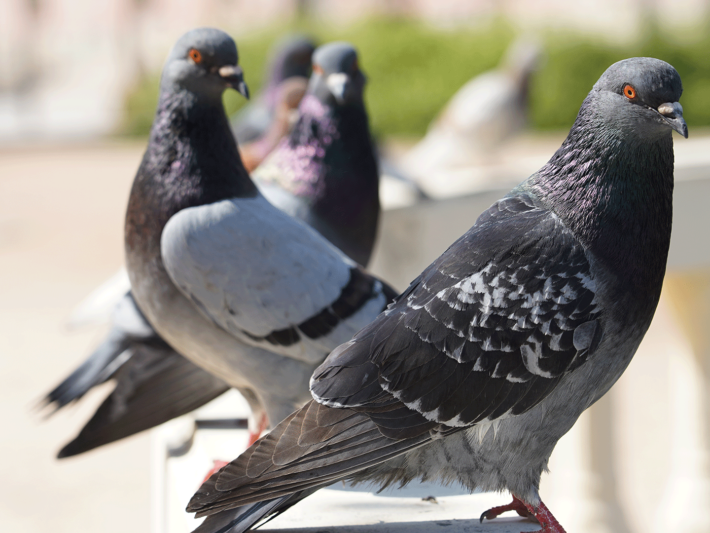 come allontanare i piccioni, deterrenti per piccioni, dissuasori per piccioni, ferramenta Bergamo, materiali edili Bergamo, Rota Commerciale Bergamo, aghi anti piccione, spuntoni per piccione, Rota Commerciale Bergamo