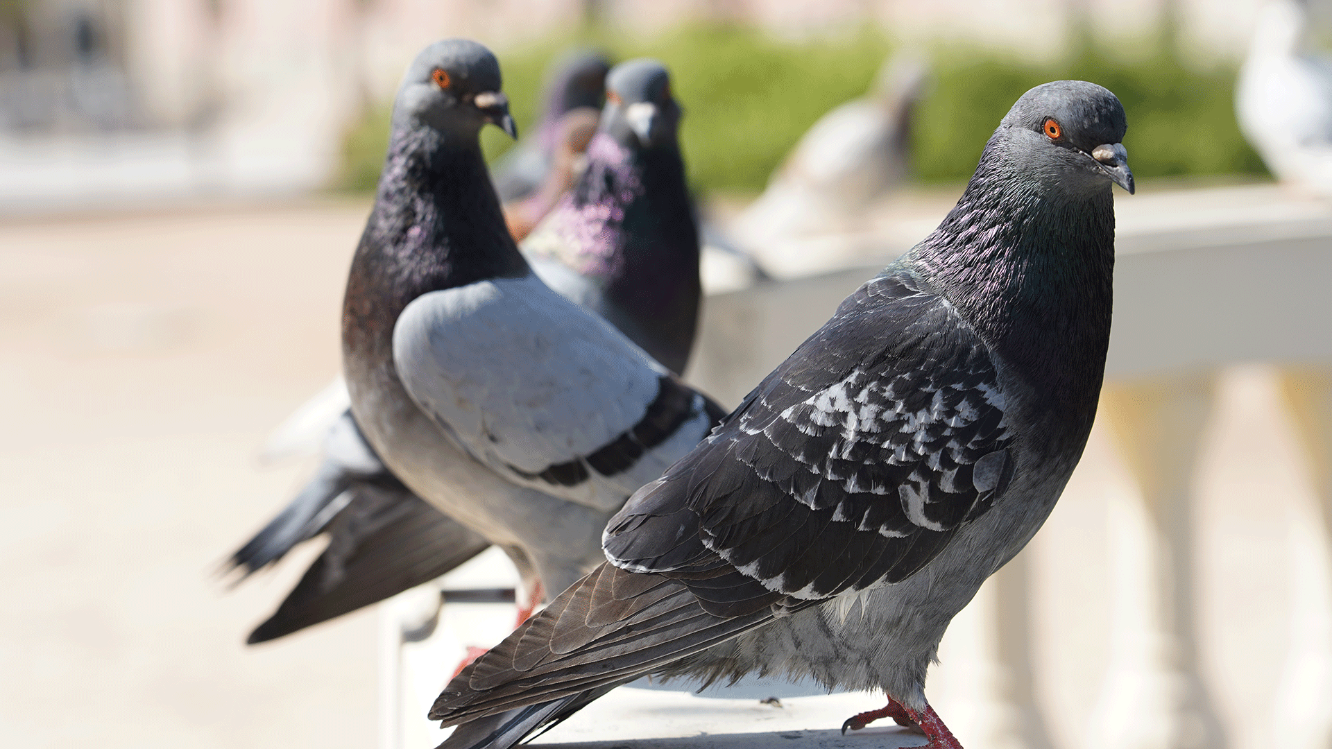 come allontanare i piccioni, deterrenti per piccioni, dissuasori per piccioni, ferramenta Bergamo, materiali edili Bergamo, Rota Commerciale Bergamo, aghi anti piccione, spuntoni per piccione, Rota Commerciale Bergamo